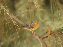 Serinus canaria