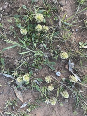 Ptilotus spathulatus