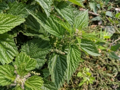 Urtica dioica dioica