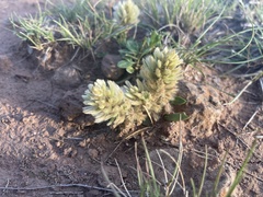 Ptilotus spathulatus