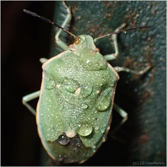 Chlorochroa uhleri
