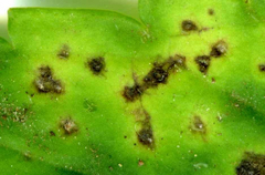 Puccinia veronicae