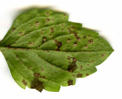 Puccinia veronicae