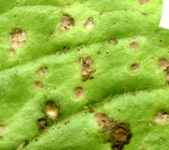 Puccinia veronicae
