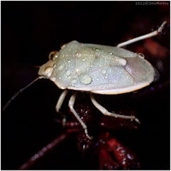 Chlorochroa uhleri