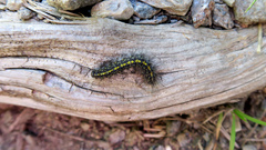 Setina