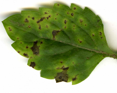 Puccinia veronicae
