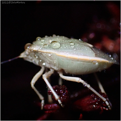Chlorochroa uhleri