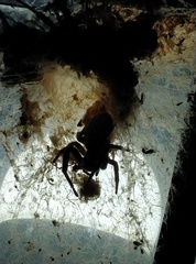 Stegodyphus pacificus