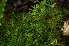 Elaphoglossum peltatum