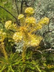 Thesium capitatum