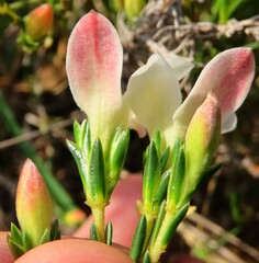 Lachnaea grandiflora