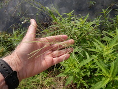 Diplachne fusca