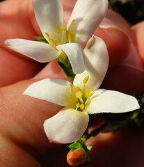 Lachnaea grandiflora
