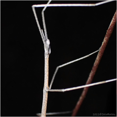 Parabacillus hesperus