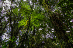Cyatheaceae