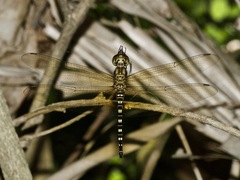 Hydrobasileus brevistylus