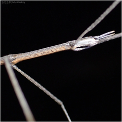 Parabacillus hesperus