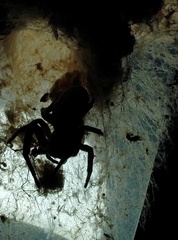 Stegodyphus pacificus