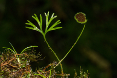 Elaphoglossum peltatum