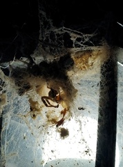 Stegodyphus pacificus