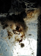 Stegodyphus pacificus