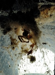 Stegodyphus pacificus