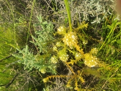 Thesium capitatum