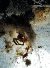 Stegodyphus pacificus