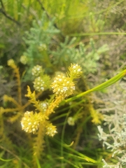 Thesium capitatum