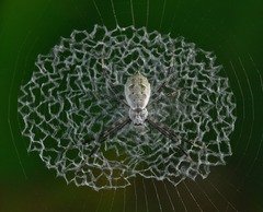 Argiope submaronica
