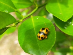 Podontia affinis
