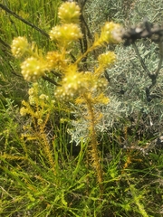 Thesium capitatum