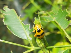 Podontia affinis