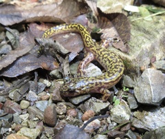 Onychodactylus koreanus