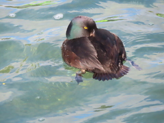 Aythya novaeseelandiae