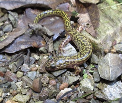 Onychodactylus koreanus