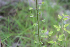 Verbascum phoeniceum