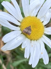 Choreutis diana