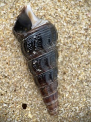 Pyrazus ebeninus