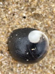 Nerita melanotragus