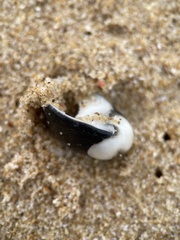 Nerita melanotragus