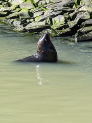Arctocephalus forsteri