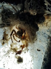 Stegodyphus pacificus