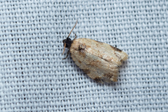 Neocalyptis liratana