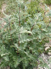 Scandosorbus intermedia