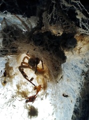 Stegodyphus pacificus