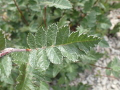 Scandosorbus intermedia