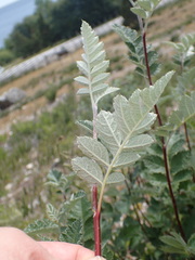 Scandosorbus intermedia