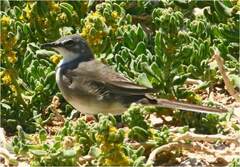 Motacilla capensis capensis